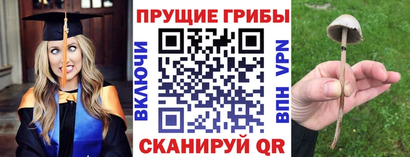 Псилоцибиновые грибы Cubensis  где купить   Пласт 
